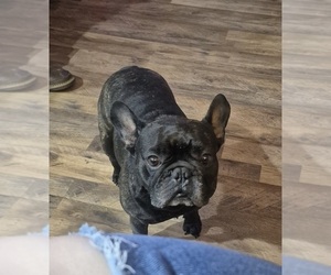 Mother of the French Bulldog puppies born on 05/27/2026