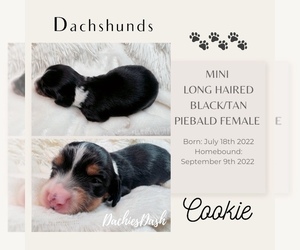 Dachshund Puppy for Sale in RIALTO, California USA