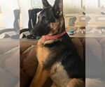 Small #18 German Shepherd Dog Mix