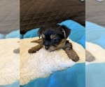 Small Photo #10 Yorkshire Terrier Puppy For Sale in ORLANDO, FL, USA