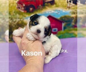 YorkiePoo Puppy for sale in WINNSBORO, LA, USA