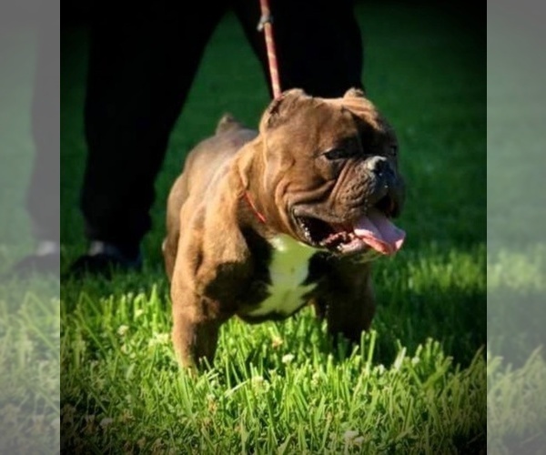 Medium Photo #1 American Bully Puppy For Sale in VACAVILLE, CA, USA