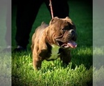 Small Photo #1 American Bully Puppy For Sale in VACAVILLE, CA, USA