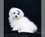 Small #3 Maltese