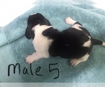 Small Photo #3 Basset Hound Puppy For Sale in LEAVENWORTH, KS, USA