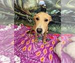 Small Labrador Retriever Mix