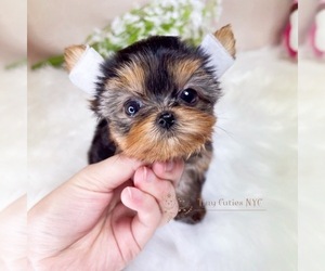 Yorkshire Terrier Puppy for sale in ASTORIA, NY, USA