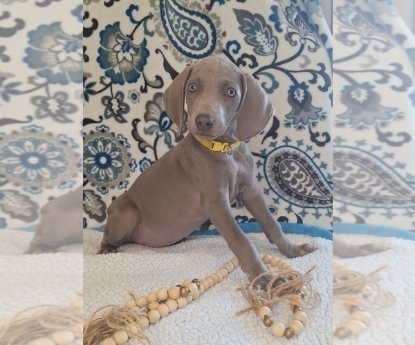 Medium Photo #2 Weimaraner Puppy For Sale in LEWISBURG, KY, USA