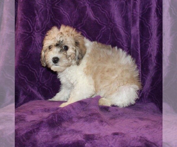Medium Photo #6 Zuchon Puppy For Sale in BLOOMINGTON, IN, USA