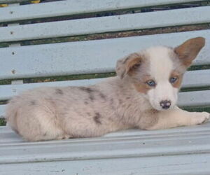 Pembroke Welsh Corgi Puppy for sale in MILTON, WI, USA