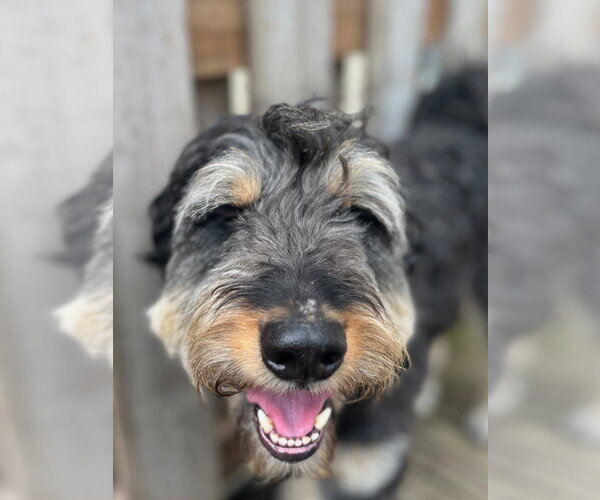 Medium Photo #15 Rottle Puppy For Sale in Techny, IL, USA