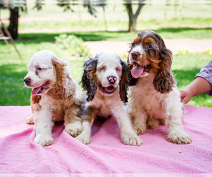 Cocker Spaniel Puppy for Sale in WAKARUSA, Indiana USA