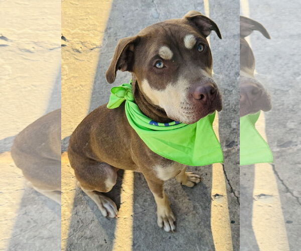 Medium Photo #25 Mutt Puppy For Sale in Holly Springs, NC, USA