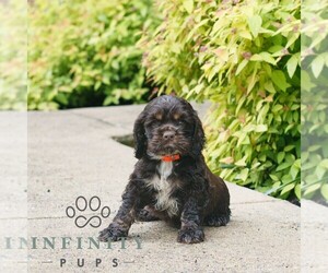 Cocker Spaniel Puppy for sale in NARVON, PA, USA