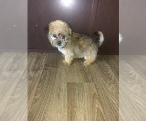 Yorkshire Terrier Puppy for sale in LAPEER, MI, USA
