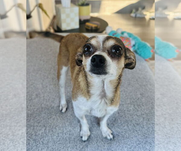 Medium Photo #2 Chihuahua Puppy For Sale in Bellevue, WA, USA