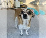Small #1 Chihuahua