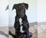 Small #2 Labrador Retriever Mix