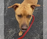Small #2 Labrador Retriever Mix