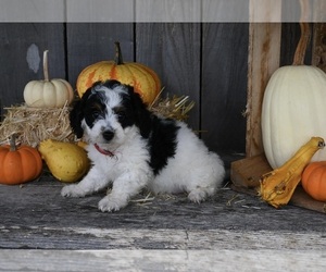 Bernedoodle (Miniature) Puppy for sale in MILLERSBURG, OH, USA