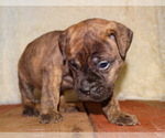 Small Photo #2 Bullmastiff Puppy For Sale in VERONA, MO, USA