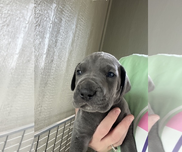 Medium Photo #4 Great Dane Puppy For Sale in AMARILLO, TX, USA
