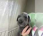Small #3 Great Dane