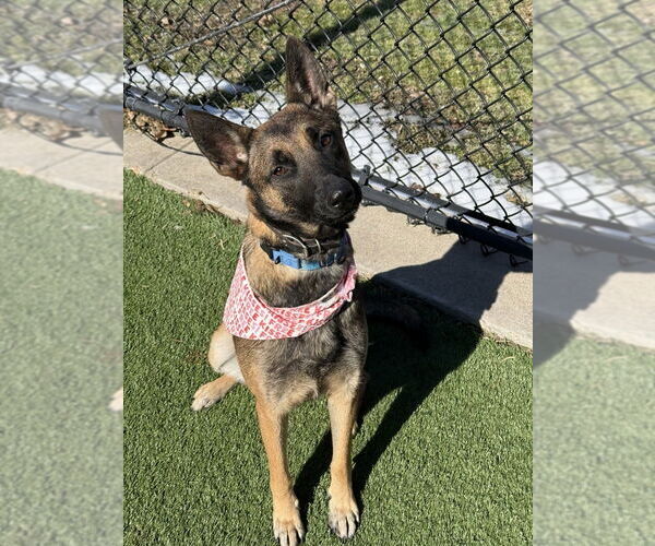 Medium Photo #6 Mutt Puppy For Sale in Imlay City, MI, USA