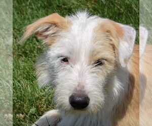 Medium Border Terrier Mix