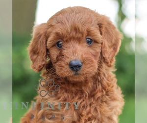 Goldendoodle (Miniature) Puppy for sale in LITITZ, PA, USA