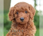 Image preview for Ad Listing. Nickname: Nollie