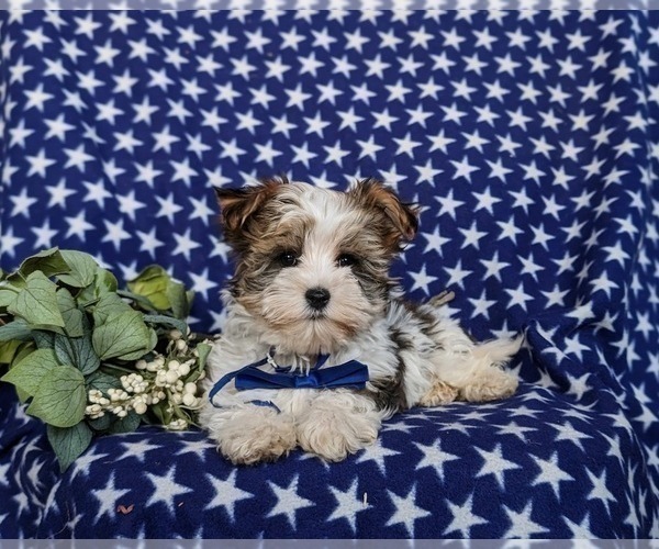 Medium Photo #3 Biewer Terrier-Maltese Mix Puppy For Sale in LEOLA, PA, USA