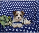 Small Photo #3 Biewer Terrier-Maltese Mix Puppy For Sale in LEOLA, PA, USA