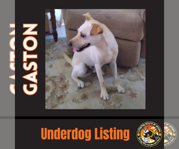 Medium Photo #5 Australian Kelpie-Labrador Retriever Mix Puppy For Sale in Chandler, AZ, USA