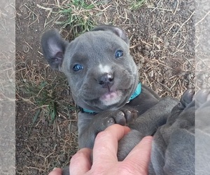 American Pit Bull Terrier Puppy for sale in DELAWARE, OH, USA