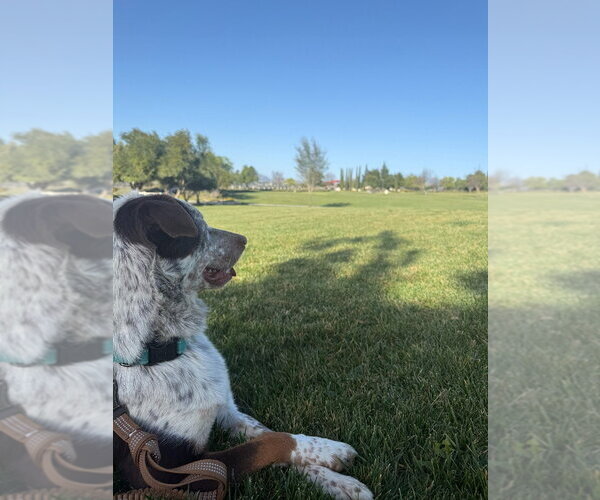 Medium Photo #2 Border-Aussie Puppy For Sale in Lake Forest, CA, USA