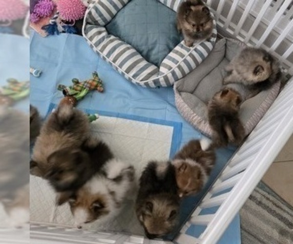 Medium Photo #8 Pomeranian Puppy For Sale in MENIFEE, CA, USA