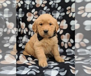 Golden Retriever Puppy for sale in NARVON, PA, USA