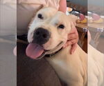 Small #3 American Pit Bull Terrier Mix