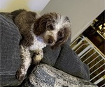 Small Photo #1 Poodle (Toy) Puppy For Sale in OCOEE, FL, USA