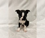 Small #1 Boston Terrier