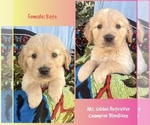 Small Golden Retriever