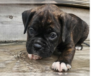 Boxer Puppy for sale in WEST BEND, WI, USA