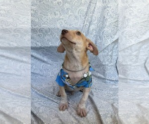 Chihuahua-Unknown Mix Dogs for adoption in NYC, NY, USA