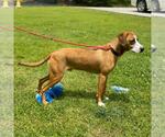 Small #2 Beagle-Redbone Coonhound Mix