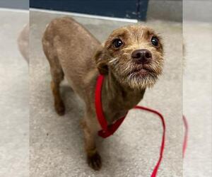 Cairn Terrier-Unknown Mix Dogs for adoption in HESPERIA, CA, USA