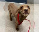 Small Cairn Terrier Mix