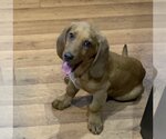 Small Photo #1 Basset Hound-Unknown Mix Puppy For Sale in Harrison, AR, USA