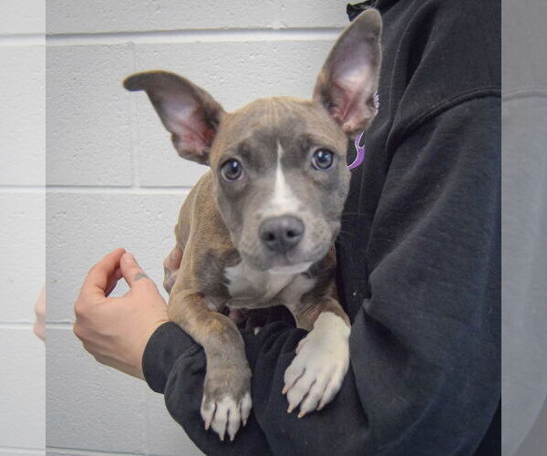 Medium Photo #3 American Staffordshire Terrier-French Bulldog Mix Puppy For Sale in Huntley, IL, USA