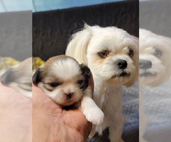 Medium Photo #3 Shih Tzu Puppy For Sale in FANNING SPGS, FL, USA